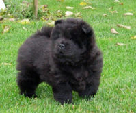 Ronja - 2005 - November