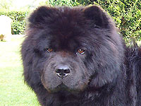 Chows - Ronja - head