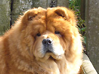 Chows - Unicca - head