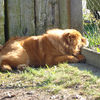 Chows - Unicca - 2007 April Garten schlafend