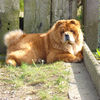 Chows - Unicca - 2007 April Garten liegend