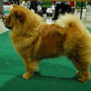News - 2008 - St-Gallen Unicca BOB
