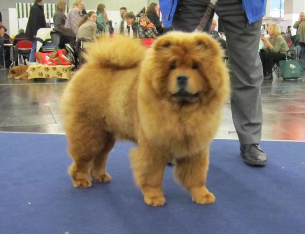 Chownew - Nürnberg 2012 -