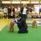 News - Chows - Clubschau 2011 - Spotlight