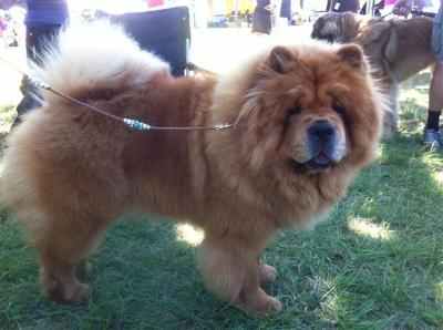 News - Chows - Nationale Show in Aarau