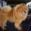 News - Chows - Worlddogshow 2011 Paris
