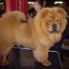 News - Chows - Lausanne 2011 - Bazooka - Spotlight