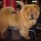 News - Chows - Lausanne 2011 - Bazooka - Spotlight