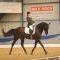 News - Pferde - 2010 - Dressurtage Buchs ZH (1)