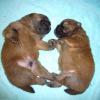 Unser B-Wurf - bis zum 2011-06-06