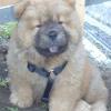 Unser B-Wurf - 8 Wochen alt - Bentley