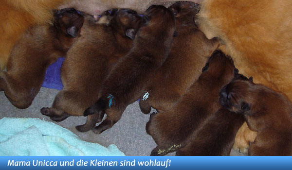 Unser B-Wurf ist da!