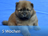 Unser B-Wurf - Gallerie