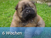 Unser B-Wurf ist 6 Wochen alt