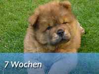 Unser B-Wurf - 7 Wochen alt