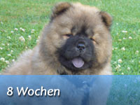 Unser B-Wurf - 8 Wochen alt