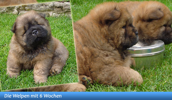 Unser B-Wurf ist 6 Wochen alt