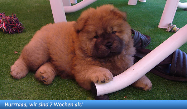 Unser B-Wurf - 7 Wochen alt