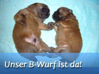 Unser B-Wurf ist da!