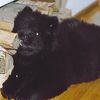 Album - Chows - 2006 - Ronja 1