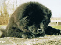 Album - Chows - 2006 - Ronja6