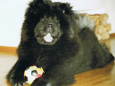 Album - Chows - 2006 - Ronja8