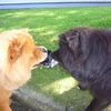 Album - Chows - 2007 - Unicca 3
