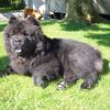 Album - Chows - 2007 - Ronja 3