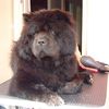 Album - Chows - 2007 - Ronja 4