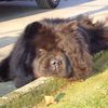 Album - Chows - 2007 - Ronja 6