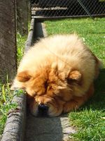 Album - Chows - 2007 - Unicca 2