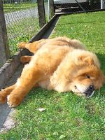 Album - Chows - 2007 - Unicca 1