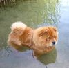 Album - Chows - 2007 - Unicca 6