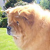 Album - Chows - 2008 - Unicca 1