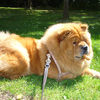 Album - Chows - 2008 - Unicca 2