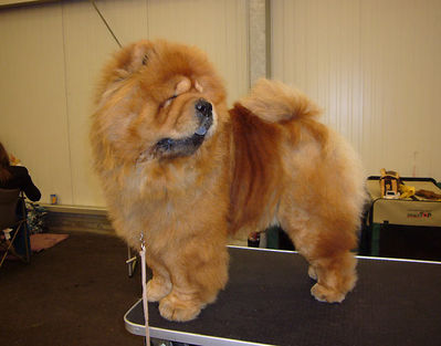 Klicken Sie zum Vergrössern! News - 2009 - Internationale Hundeausstellung Strasbourg - Otaaru