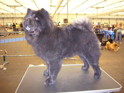 Klicken Sie zum Vergrössern! News - 2009 - Internationale Hundeausstellung Strasbourg - Ronja