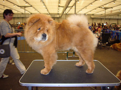 News - 2009 - Internationale Hundeausstellung Strasbourg - Unicca