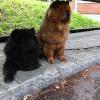 Album 2012: Juli - Ronja & Bazooka beim Pick Nick des SCCC