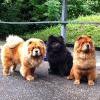 Album 2012: Juli - Maui, Ronja & Bazooka