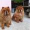 Album - Chows - 2013 - September - Alinghi und Bazooka