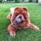 Album - Chows - 2013 - Bazooka der Jagdhund