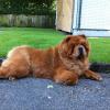 Album - Chows - 2013 - Bazooka relaxing