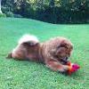 Album - Chows - 2013 - Bazooka play time (4)