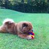 Album - Chows - 2013 - Bazooka play time (3)