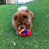 Album - Chows - 2013 - Bazooka play time (2)