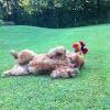 Album - Chows - 2013 - Bazooka play time (1)