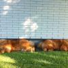 Album - Chows - 2013 - Bazooka und Alinghi - Sleeping time