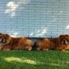 Album - Chows - 2013 - Bazooka und Alinghi - Relaxing