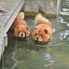 Besuch am Zugersee / Fotos by Toni Limacher-4